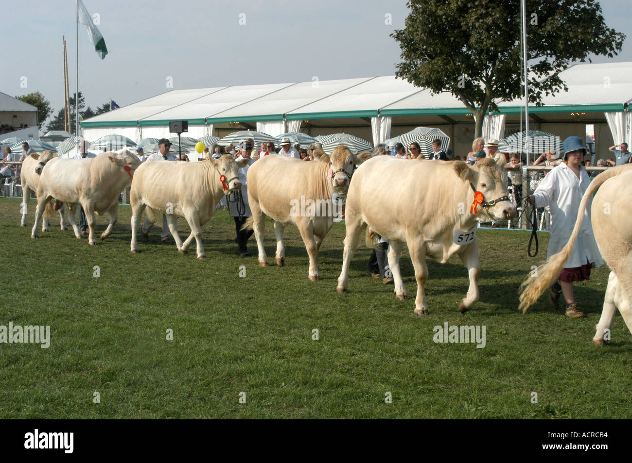 Le bétail à l'affiche au Newbury show 2003 Banque D'Images
