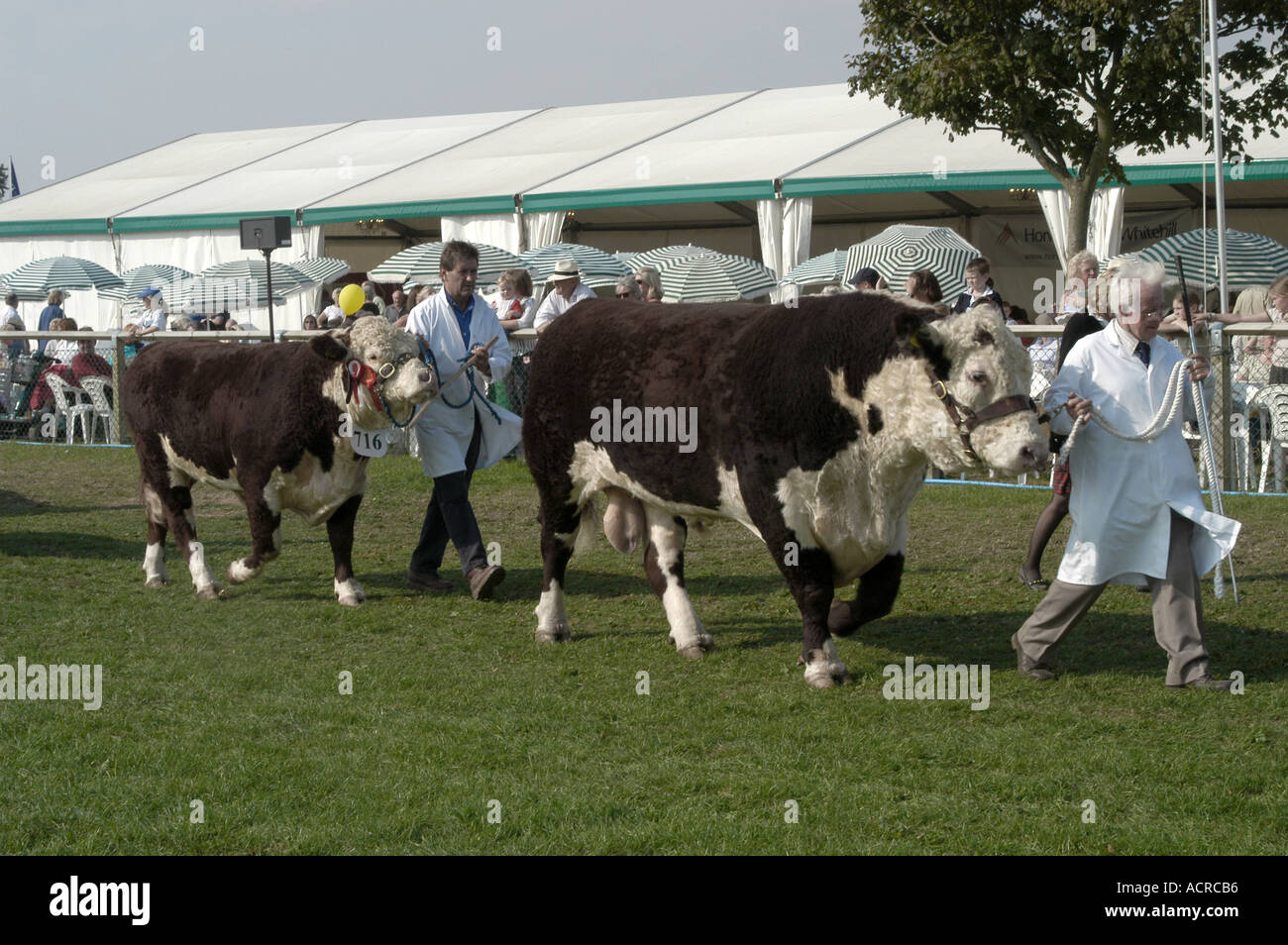 Le bétail à l'affiche au Newbury show 2003 Banque D'Images