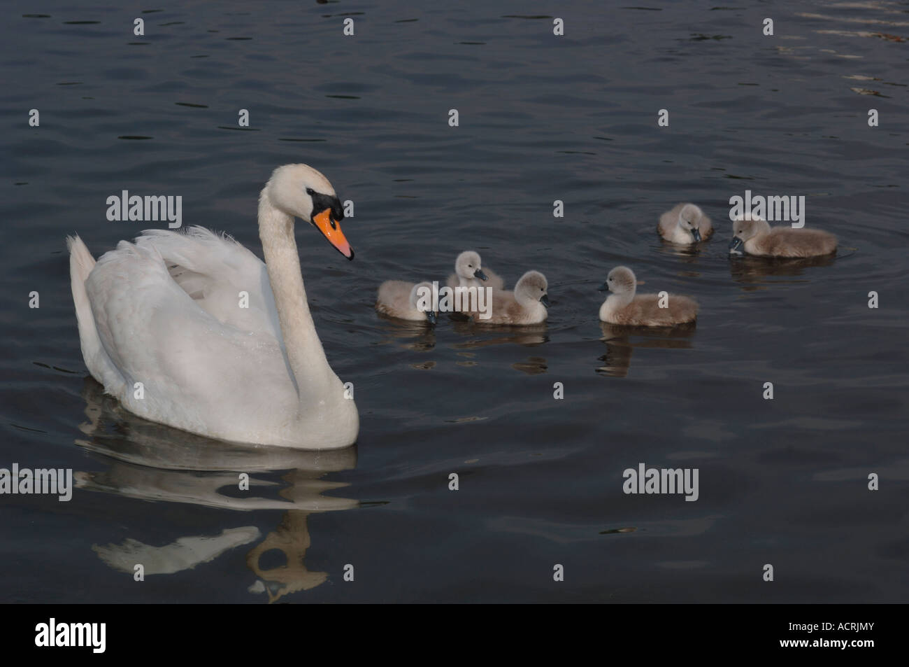 Des profils Cygne muet (Cygnus olor) Nager sur un lac d'eau douce avec ses jeunes. Banque D'Images
