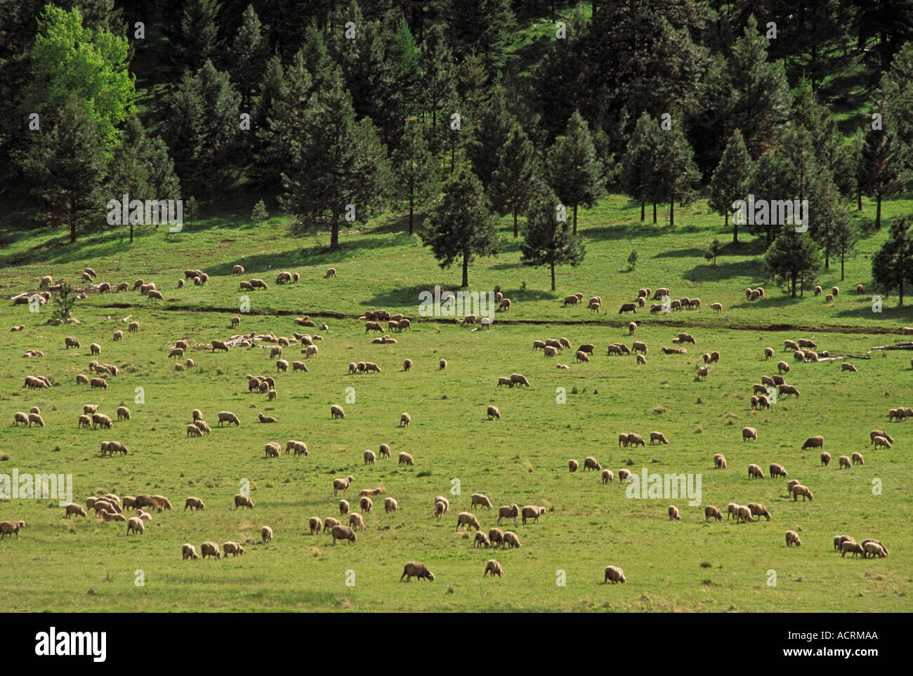 Les moutons dans les pâturages le long de la route 3 dans les Montagnes Bleues Wallowa County au nord-est de l'Oregon Banque D'Images
