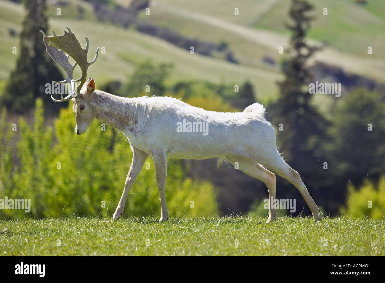 Le daim blanc près de Queenstown Otago ile sud Nouvelle Zelande Banque D'Images