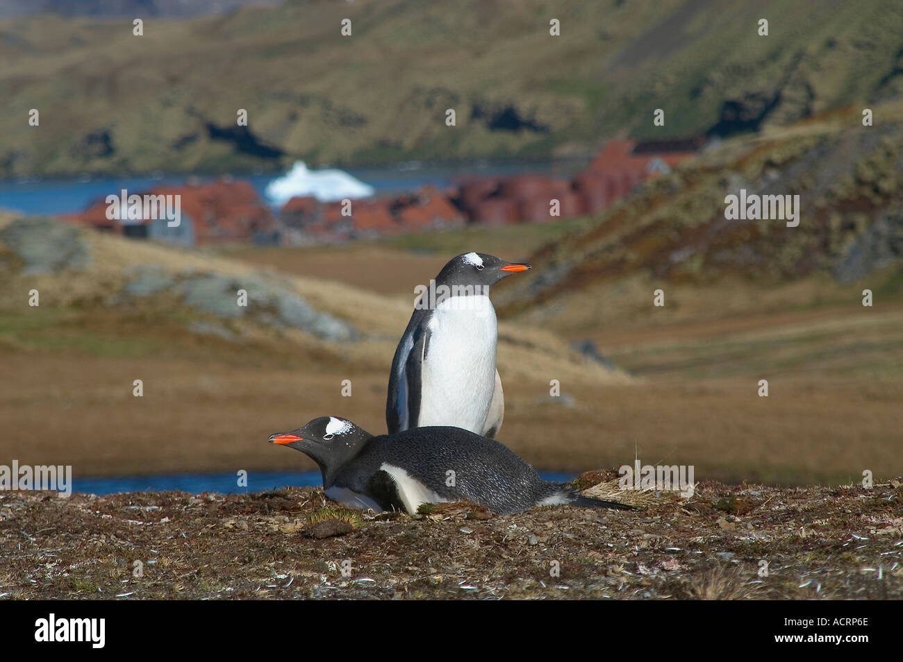 Manchots Pygoscelis papua assis sur leur nid au-dessus de la communauté baleinière abandonnée de Stromness le lieu où Sir Ern Banque D'Images