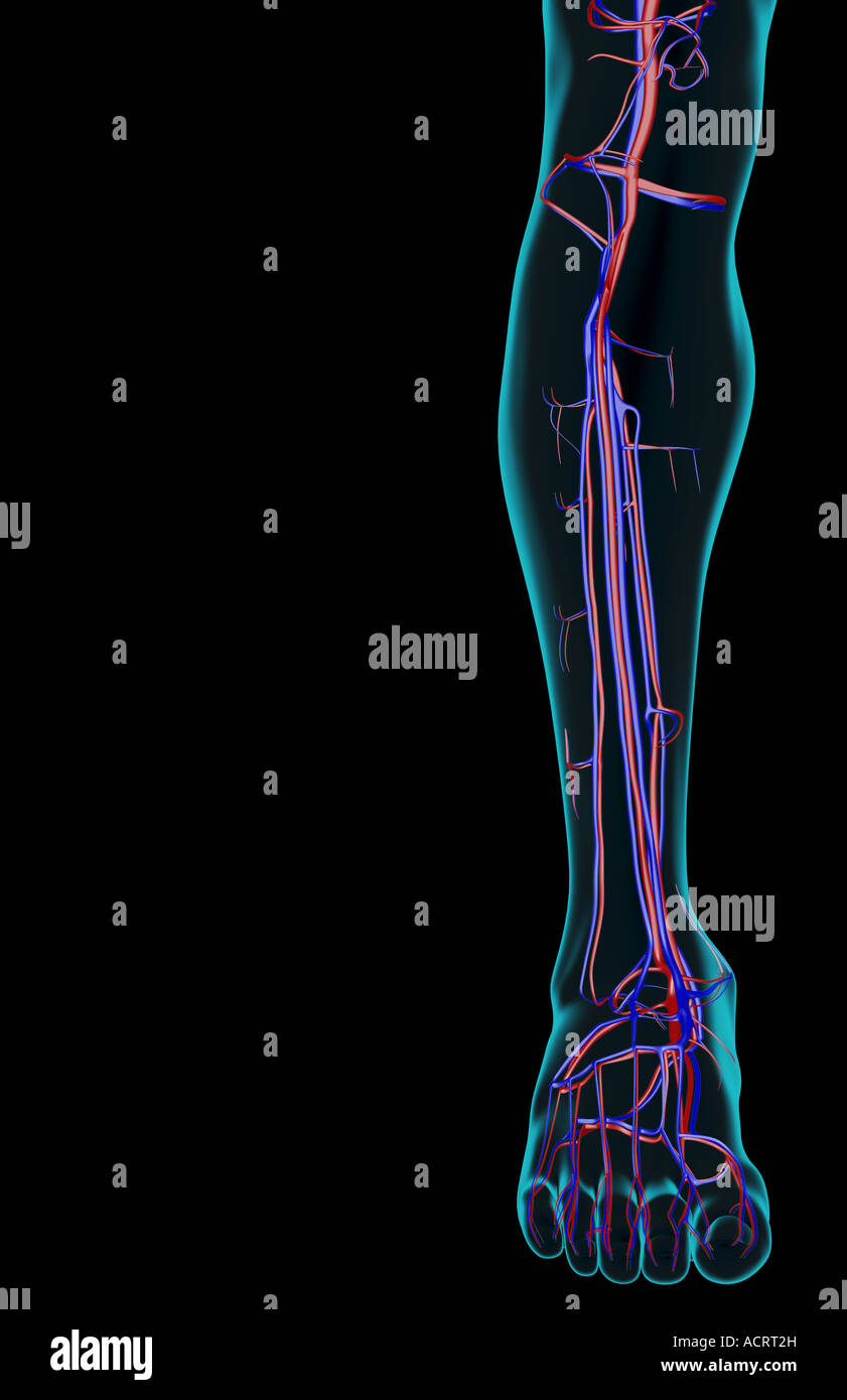 L'approvisionnement en sang de la jambe Banque D'Images