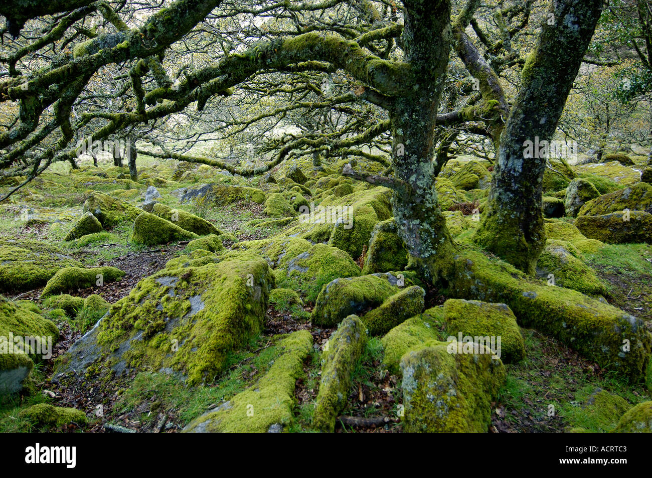 Whistmans deux ponts de bois, près de Dartmoor National Park Devon, Angleterre Banque D'Images