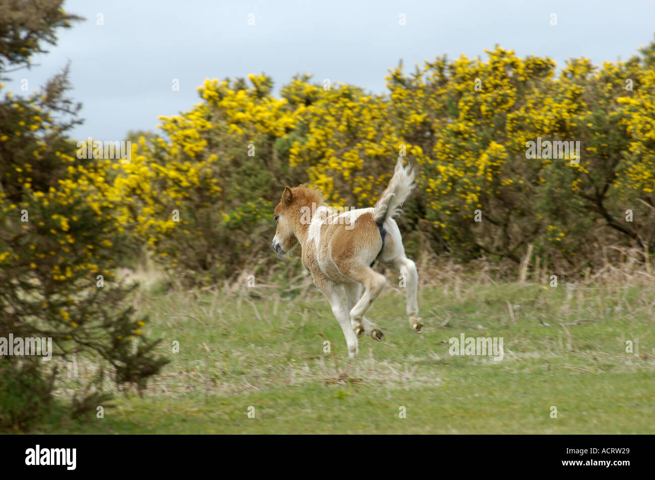 Poney Shetland du sud-ouest de l'Angleterre Banque D'Images