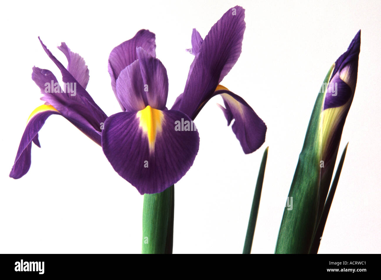 Fleur iris unique et bud contre fond blanc, pur Banque D'Images