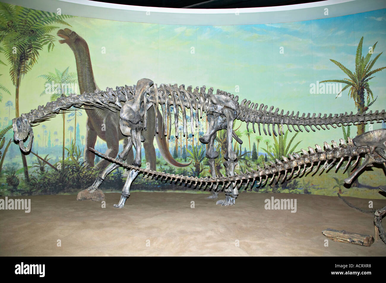 Affichage à dinosaures Royal Tyrrell Museum à Drumheller, Alberta, Canada Banque D'Images