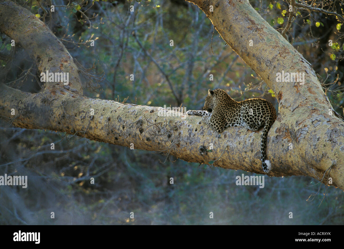 Leopard farniente sur sycomore massif fig tree branch National Kruger Mpumalanga province Afrique du Sud Banque D'Images