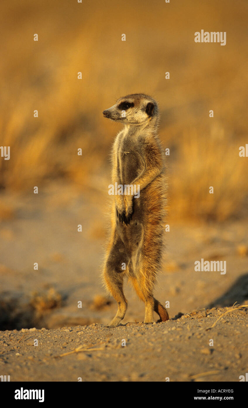 Suricate debout sur ses pattes de Makgadikgadi Botswana Banque D'Images