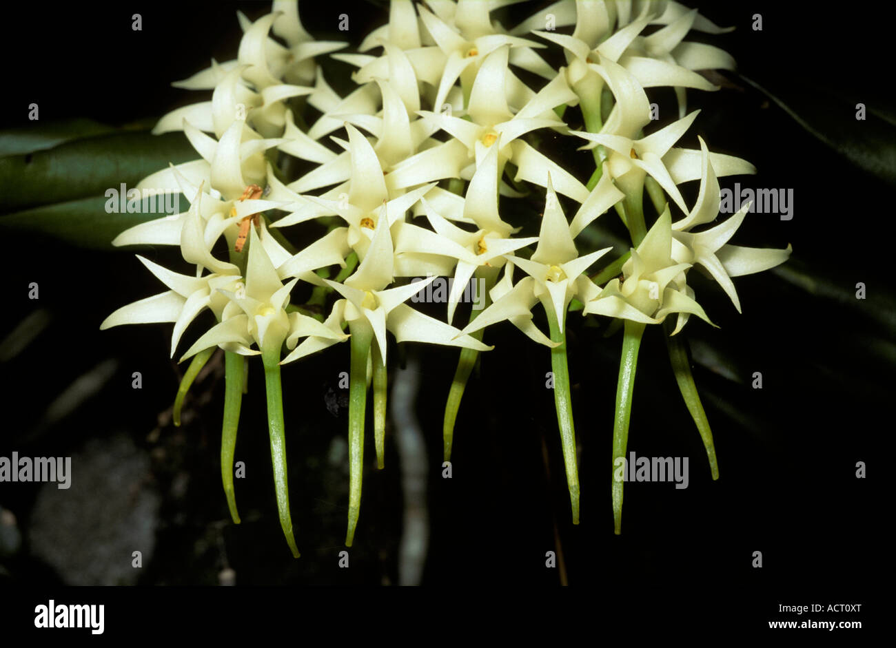 Fleurs d'orchidées non identifiés Rocktail Bay Afrique du Sud Natal du Nord Maputaland Banque D'Images