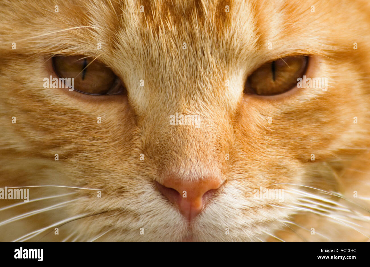 Orange Tabby Cats Face Banque D'Images