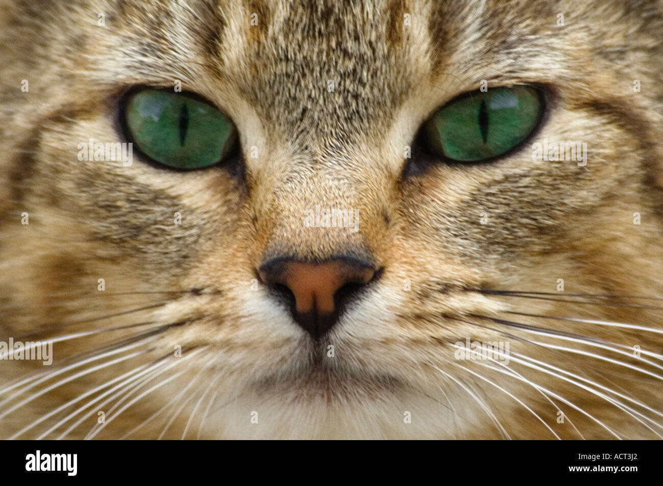 Close Up of Grey Tabby Cats Face Banque D'Images