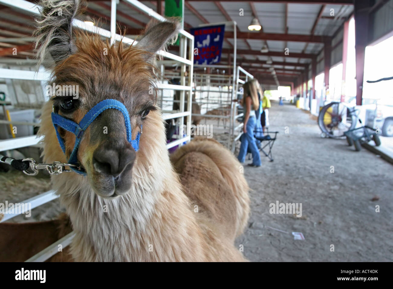 Un lama enchaînés au Nebraska State Fair en Amérique. Banque D'Images