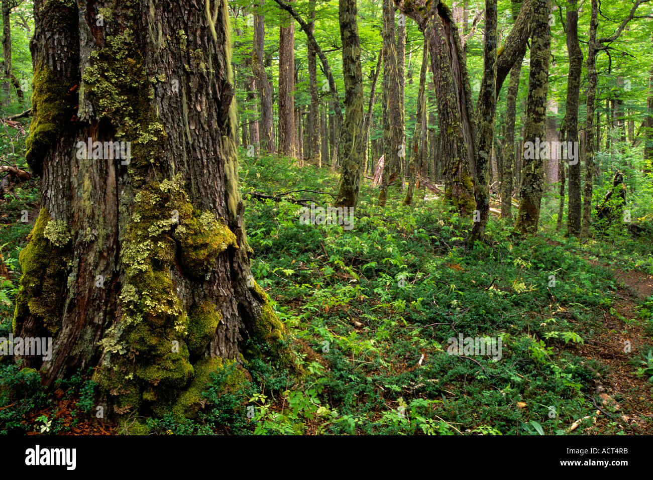 Le sud de l'Hêtre ( Nothofagus ) Forêt, Parc National Torres del Paine, Patagonie, Chili Banque D'Images