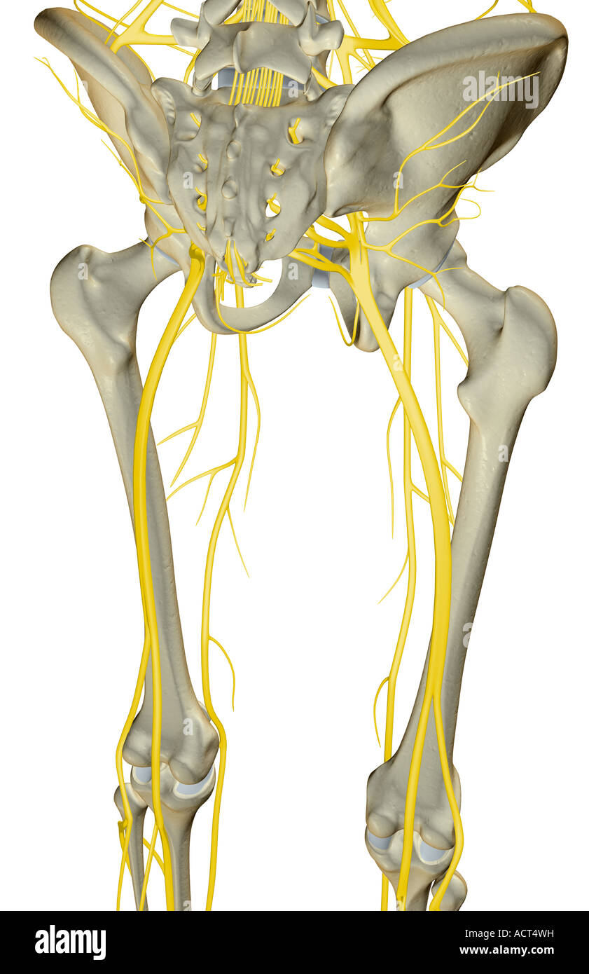 Les nerfs du membre inférieur Banque D'Images