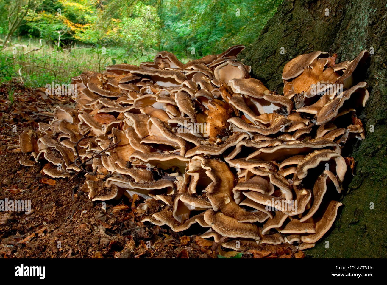 Poule des bois Banque de photographies et d’images à haute résolution Alamy