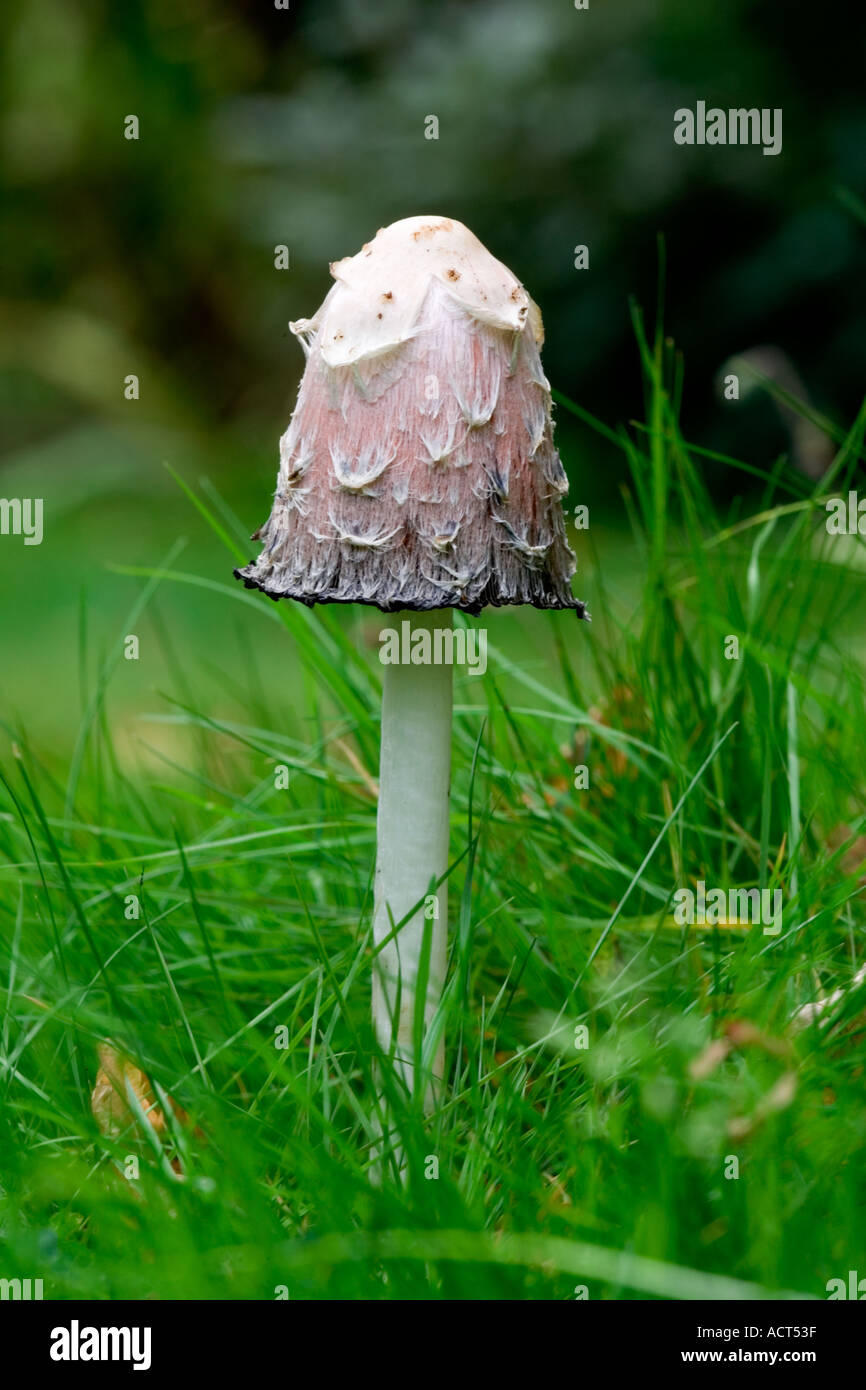 Cap d'encre Coprinus comatus Shaggy Banque D'Images