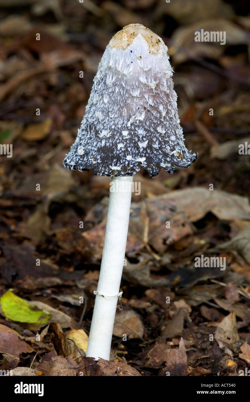Cap d'encre Coprinus comatus Shaggy Banque D'Images