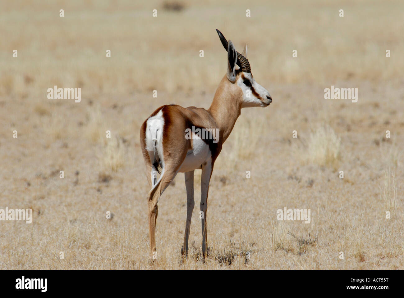 Springbok mâle Namibrand Nature Reserve Namibie Afrique du Sud Banque D'Images