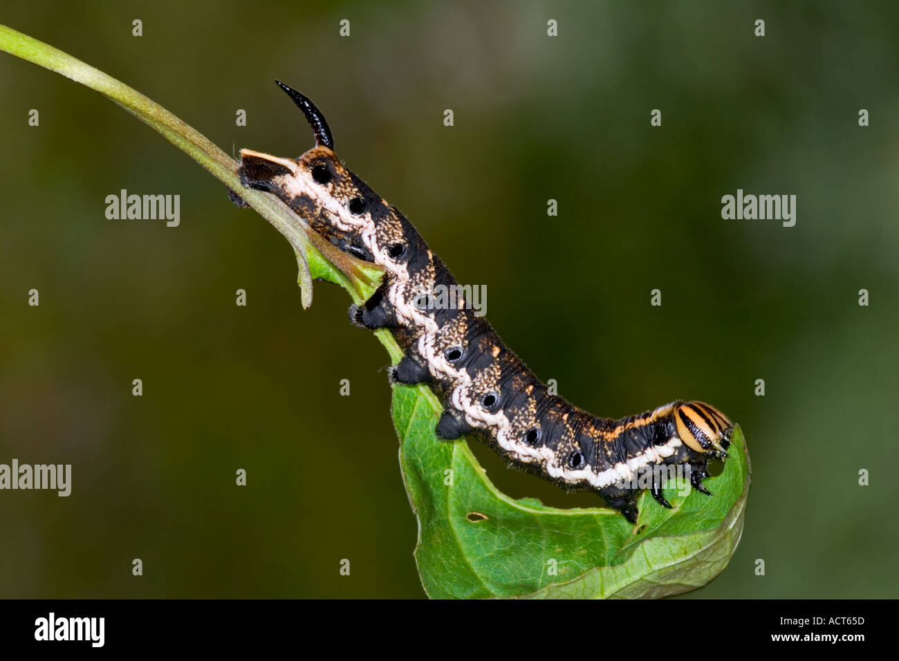 Convolvulus Hawk moth Agrius convolvuli des larves qui s'alimentent avec de belles désamorcer bedfordshire potton d'arrière-plan Banque D'Images