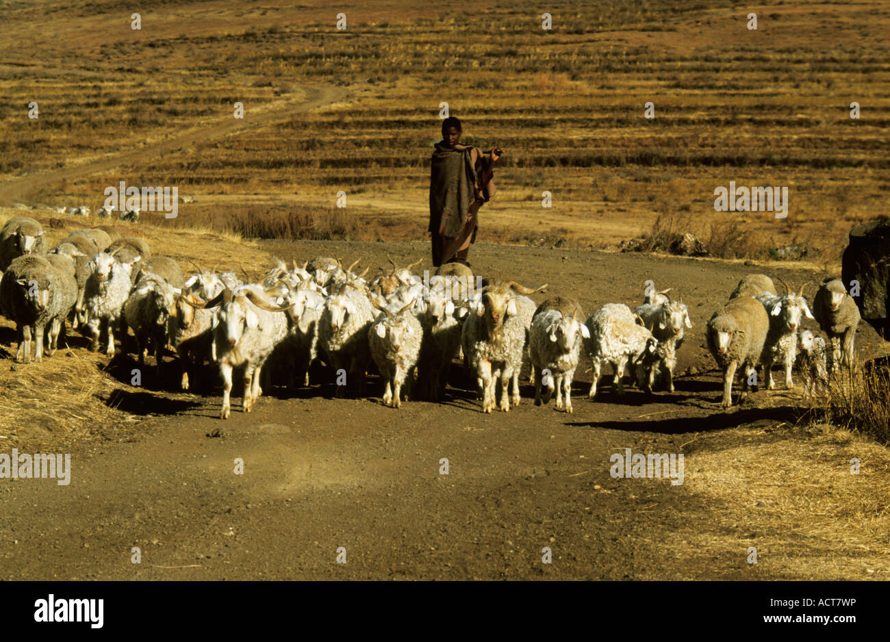 Vue sur la tête de berger conduisant son troupeau vers le bas une route poussiéreuse dans un environnement sec et aride au Lesotho Banque D'Images