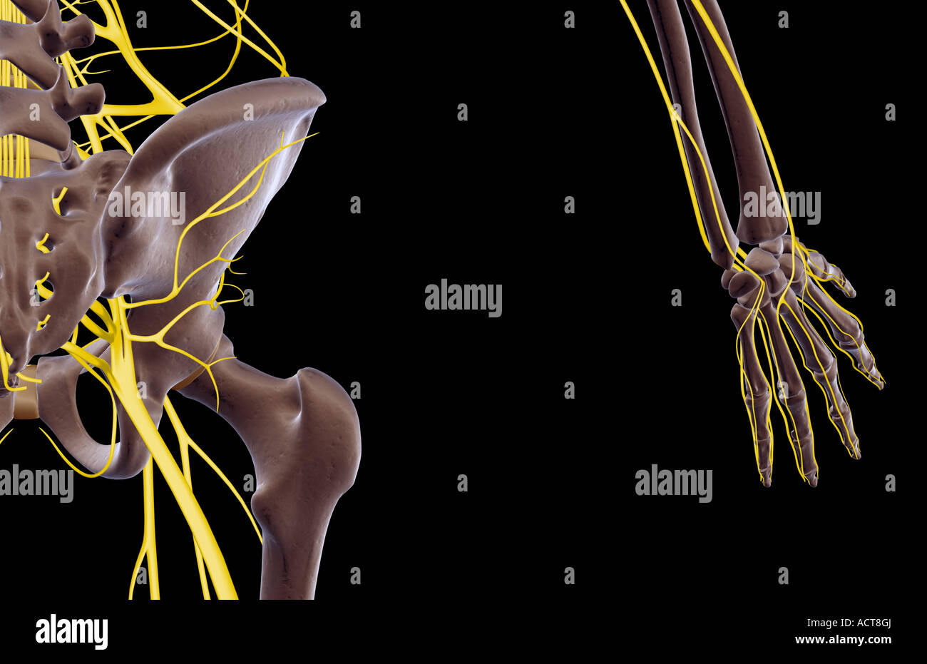 Les nerfs de la hanche Banque D'Images