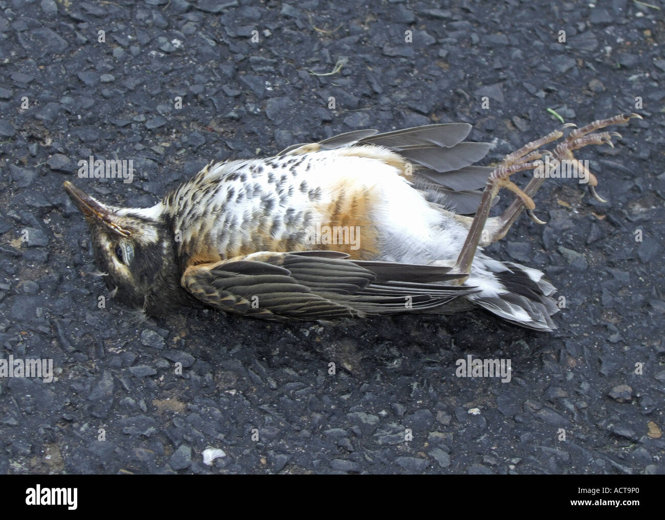 Sur la route des oiseaux morts Banque D'Images
