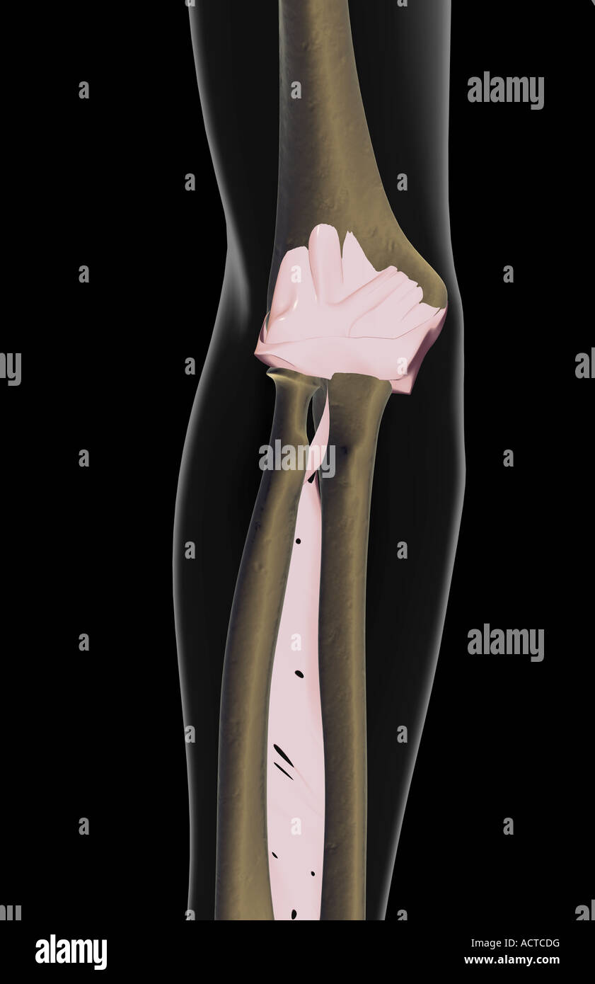 Les ligaments du coude Banque D'Images