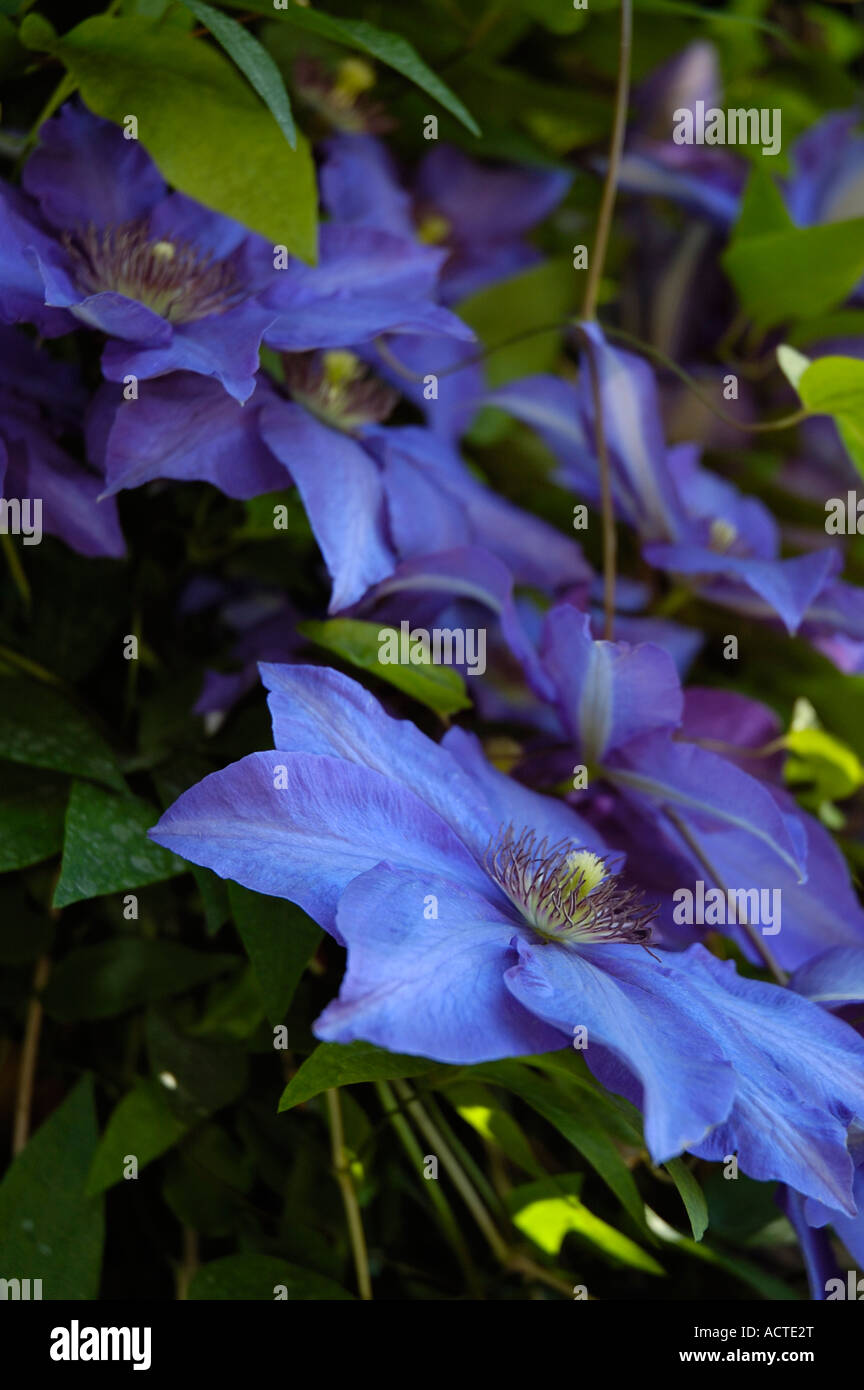 Clematis fleurs Lasurstern Banque D'Images