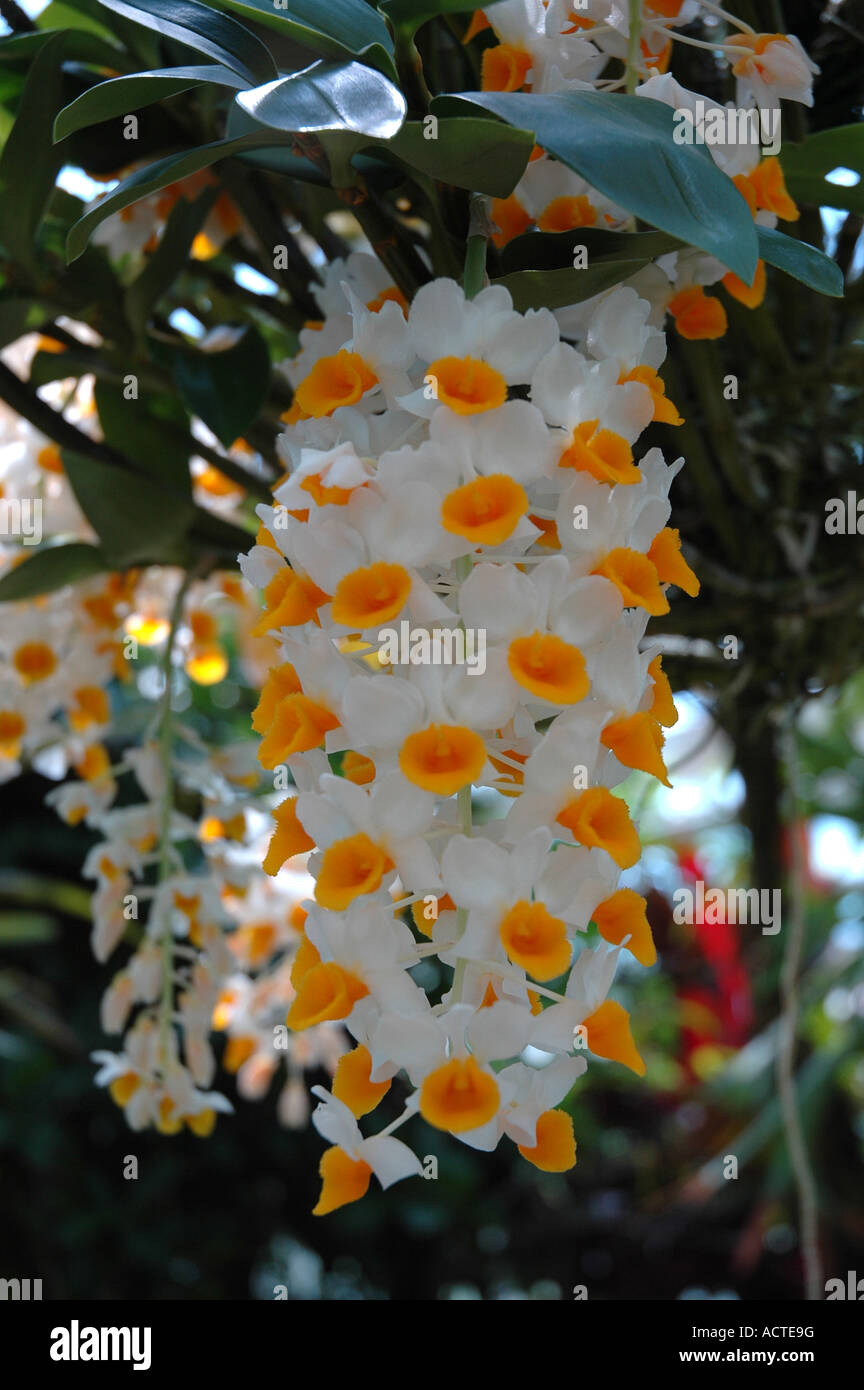 Fleur d'Orchidée dendrobium or Banque D'Images