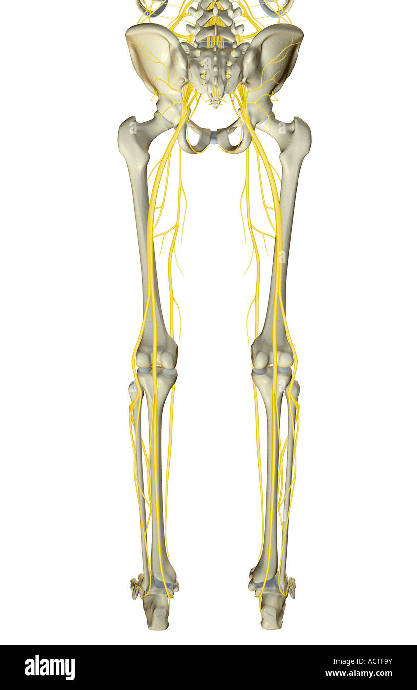 Les nerfs de la partie inférieure du corps Banque D'Images