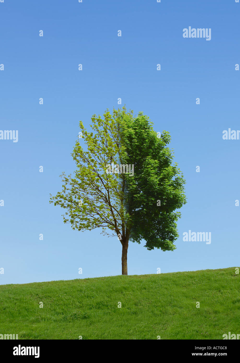 Saisons arbre Baum Jahreszeiten Banque D'Images