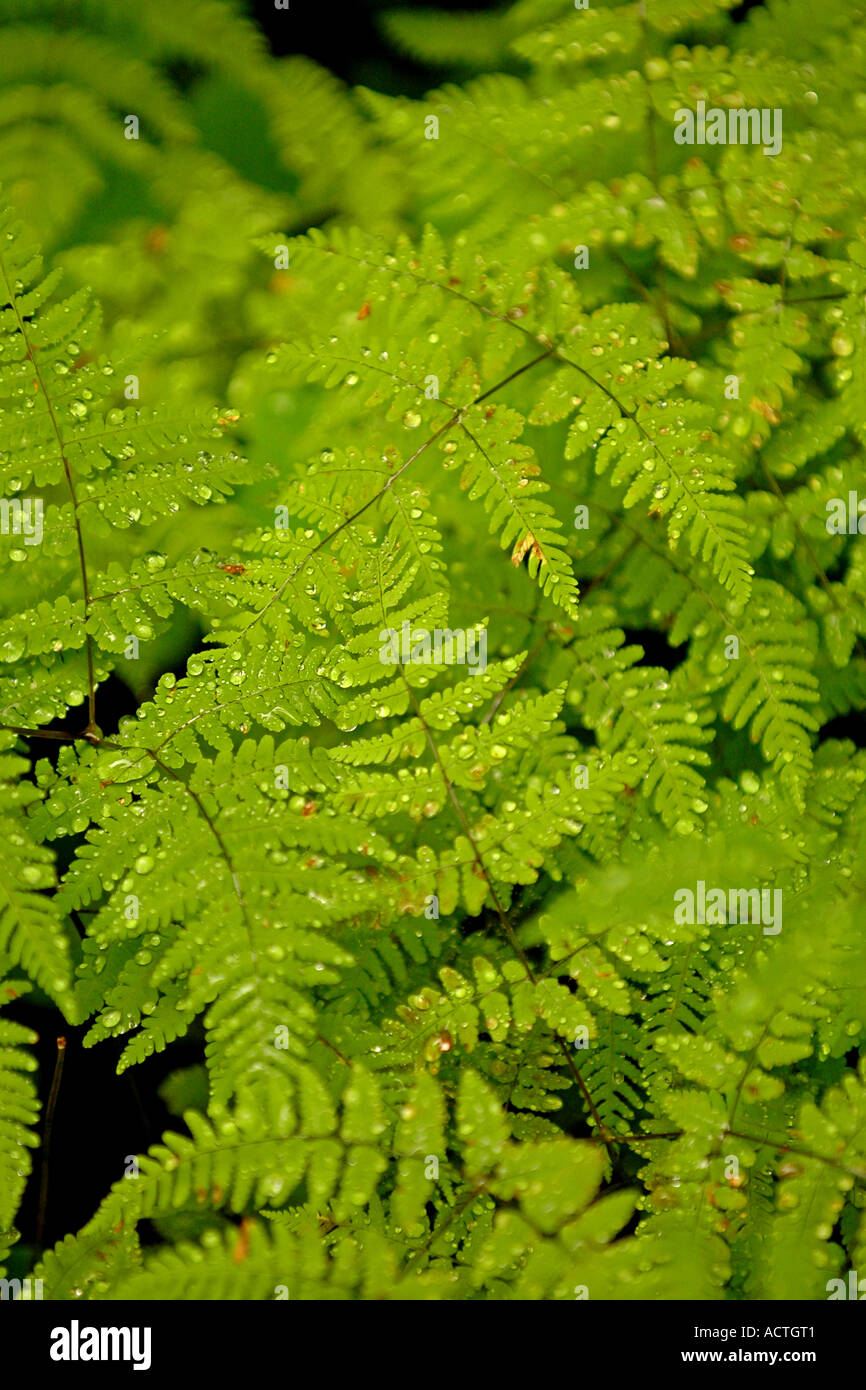 Bois triangulaire (fougère Dryopteris spinulosa var. dilatata), Mount Rainier National Park, Washington Banque D'Images