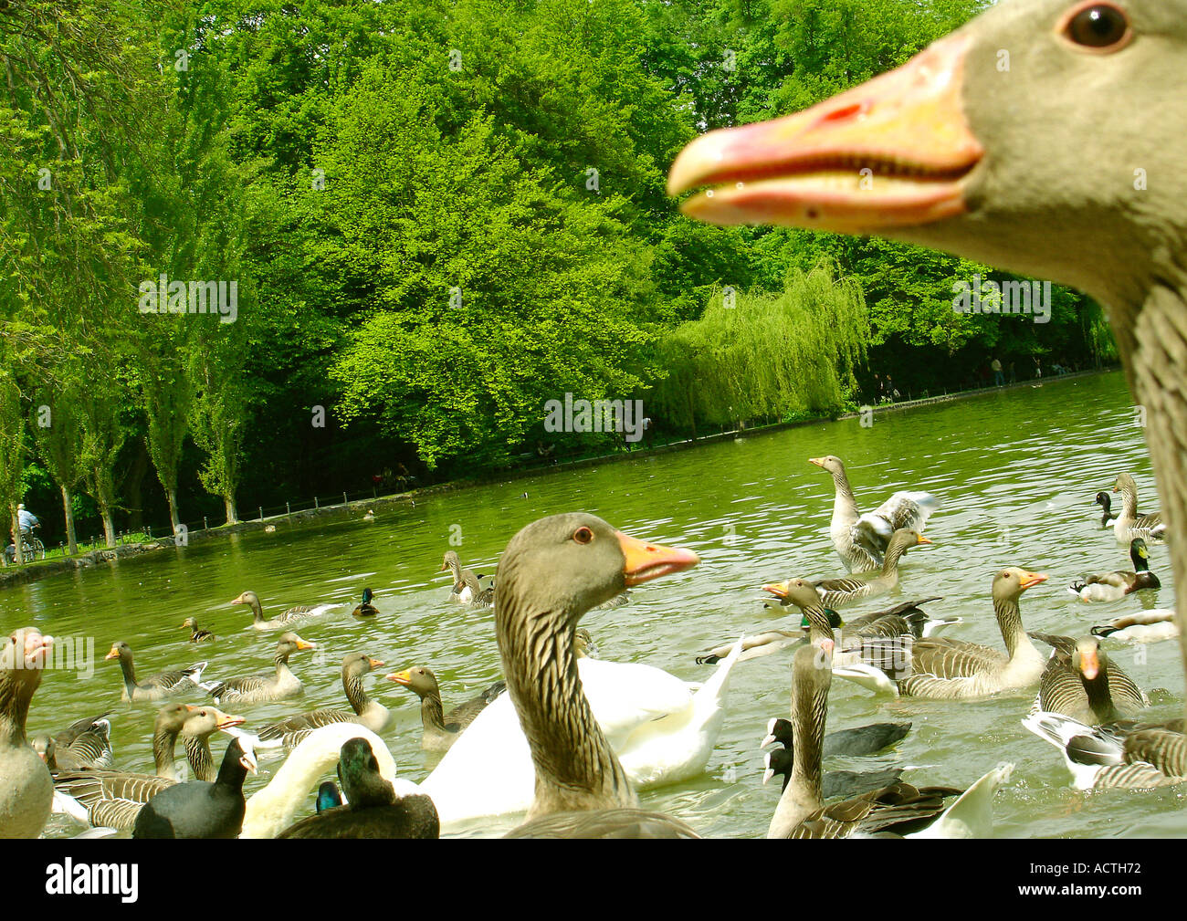 Les oies et canards dans un lac Gaense Enten und im See Banque D'Images