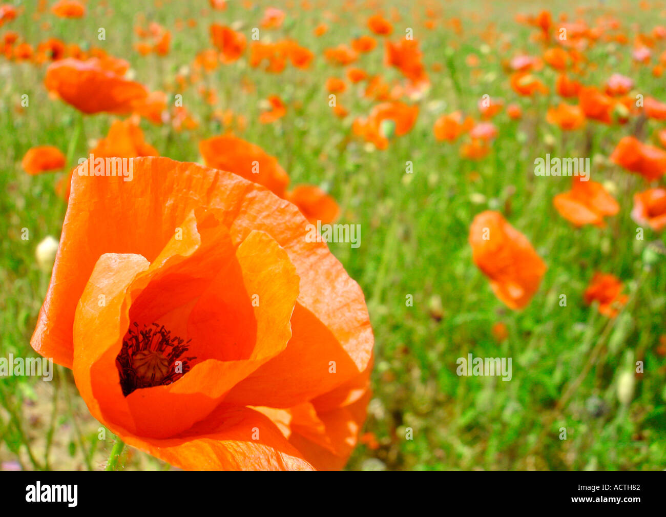 Poppys Mohnblumen Banque D'Images