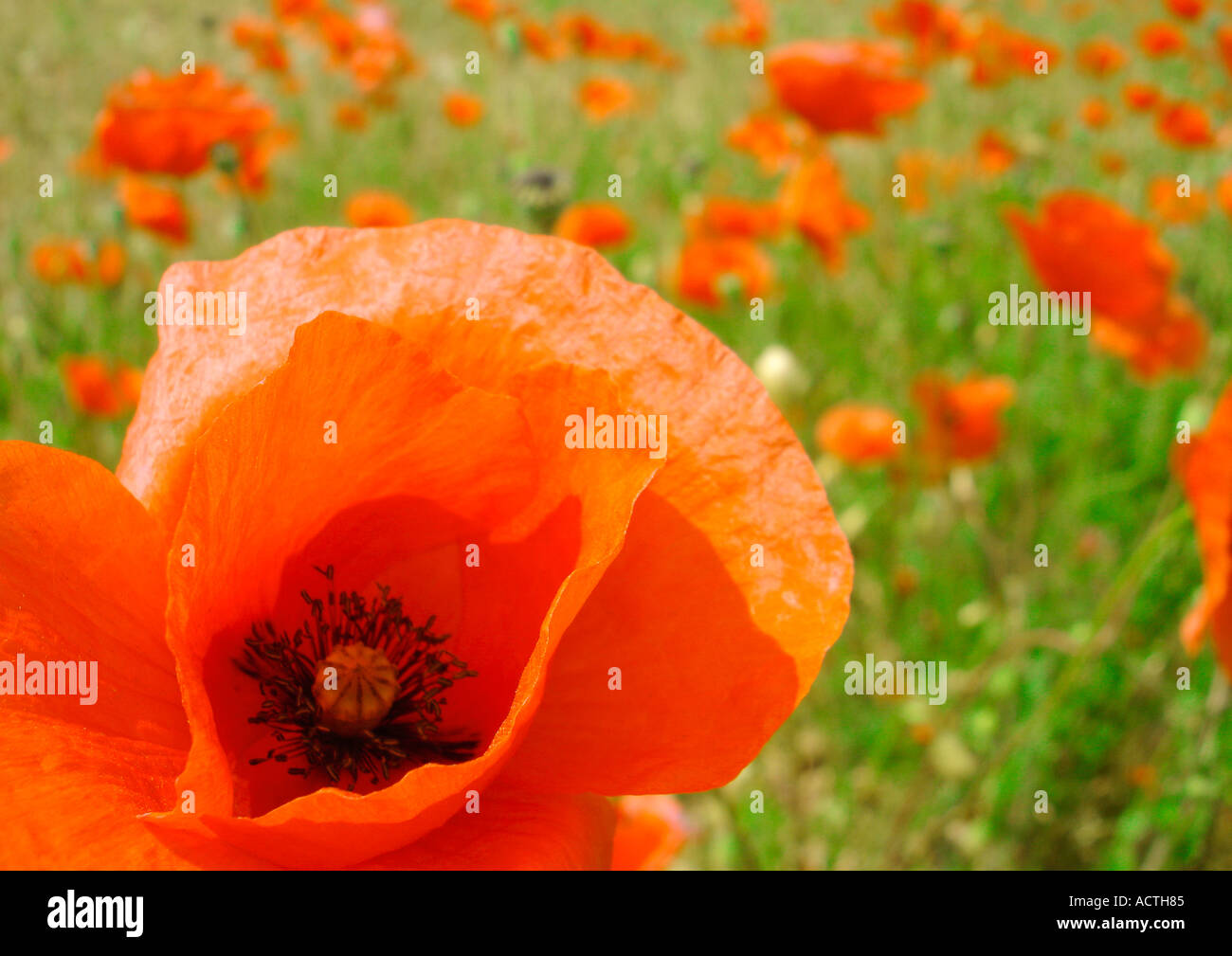 Poppys Mohnblumen Banque D'Images