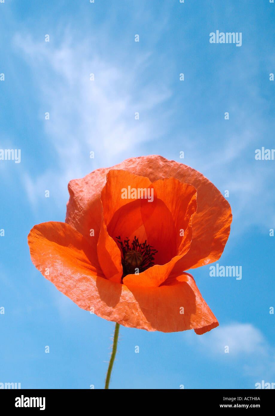 Poppys Mohnblumen Banque D'Images