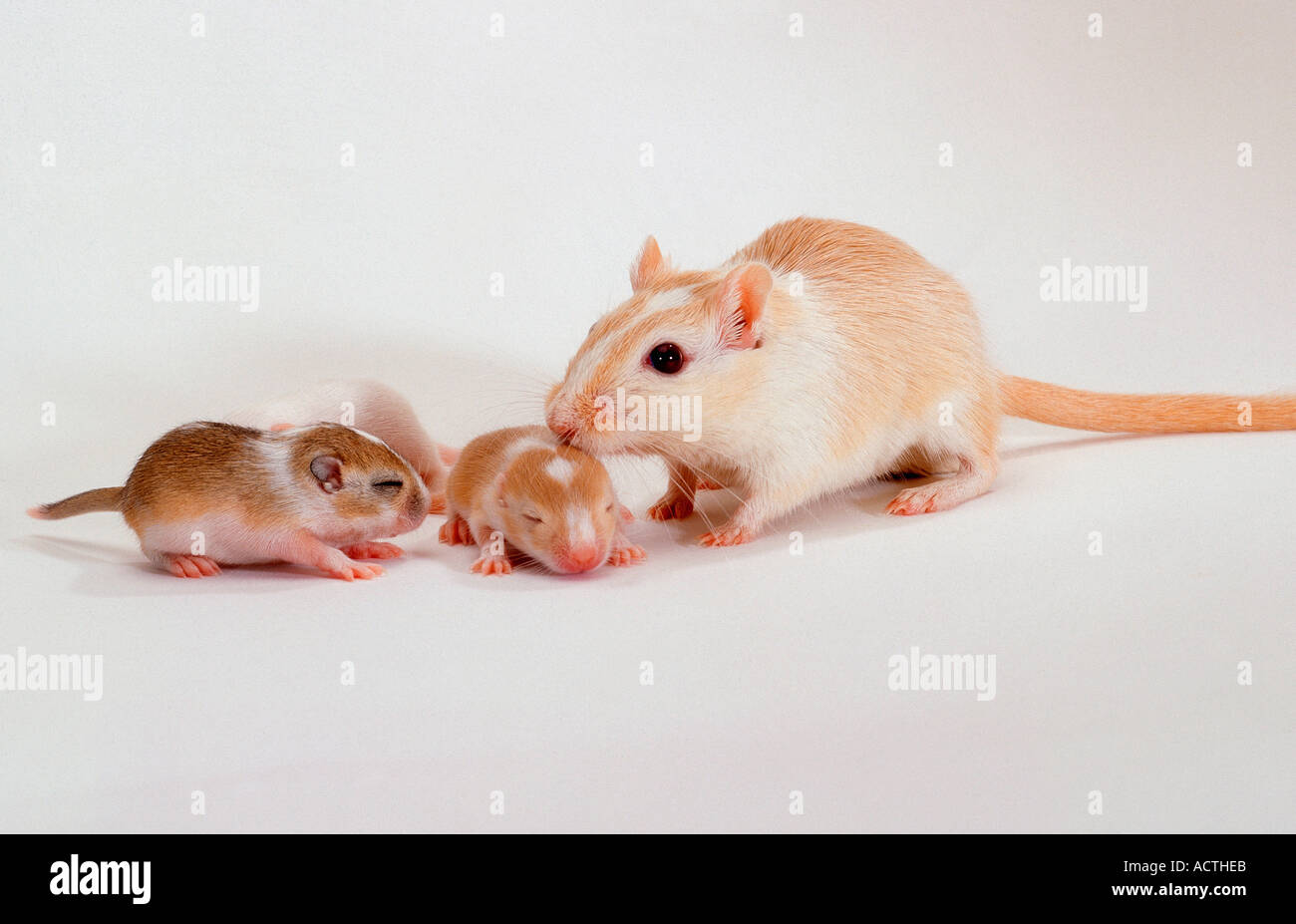 Gerbille avec youngs Meriones unguiculatus Mongolische Rennmaeuse Weibchen Jungtiere Algierfuchs Schecke Wüstenrennmaus und innen Banque D'Images