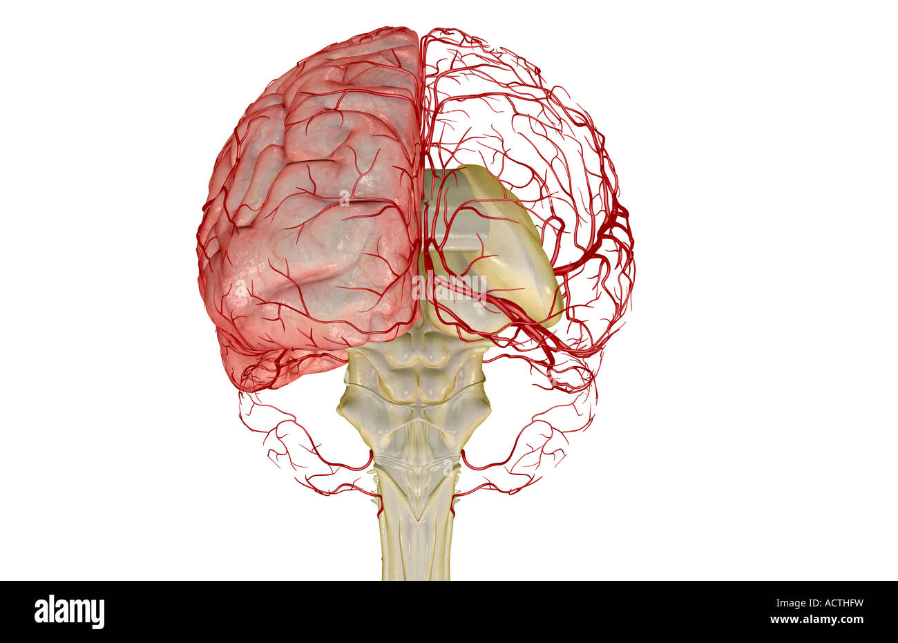 Les artères du cerveau Banque D'Images