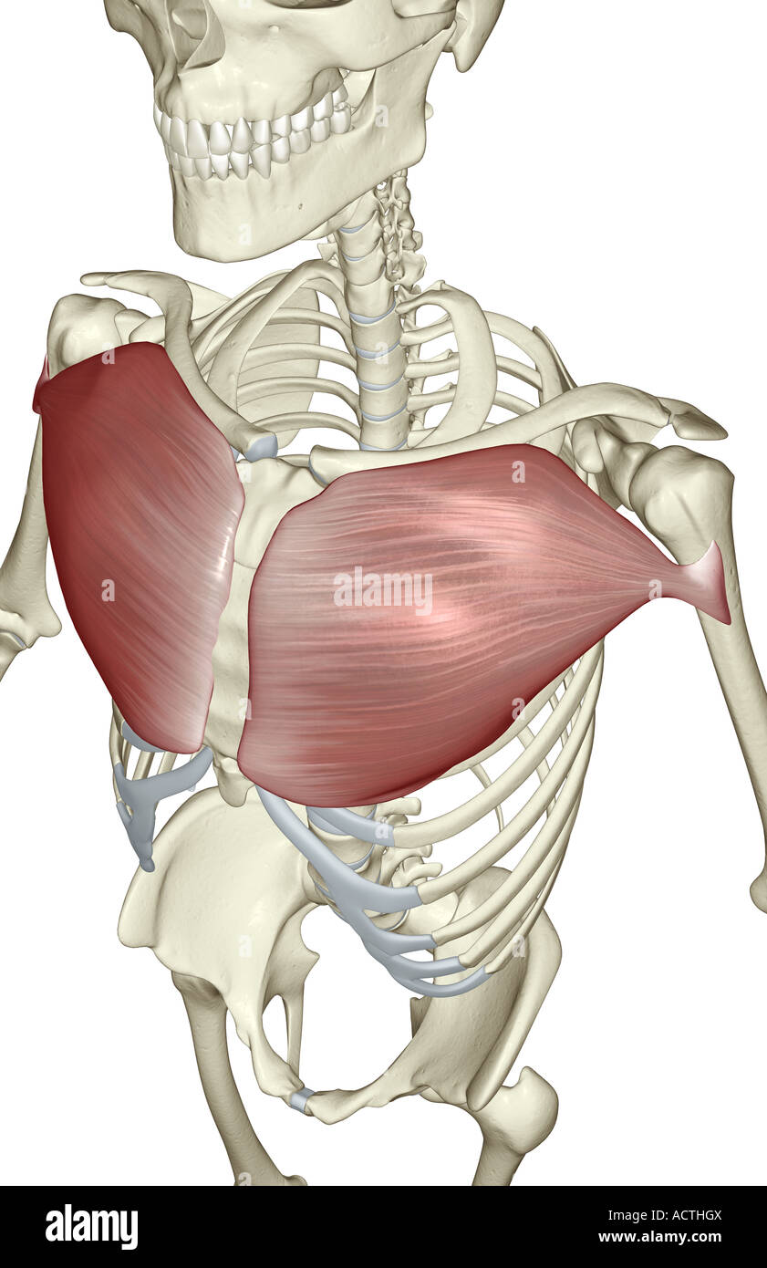 Pectoralis major muscle Banque de photographies et d’images à haute — free download
