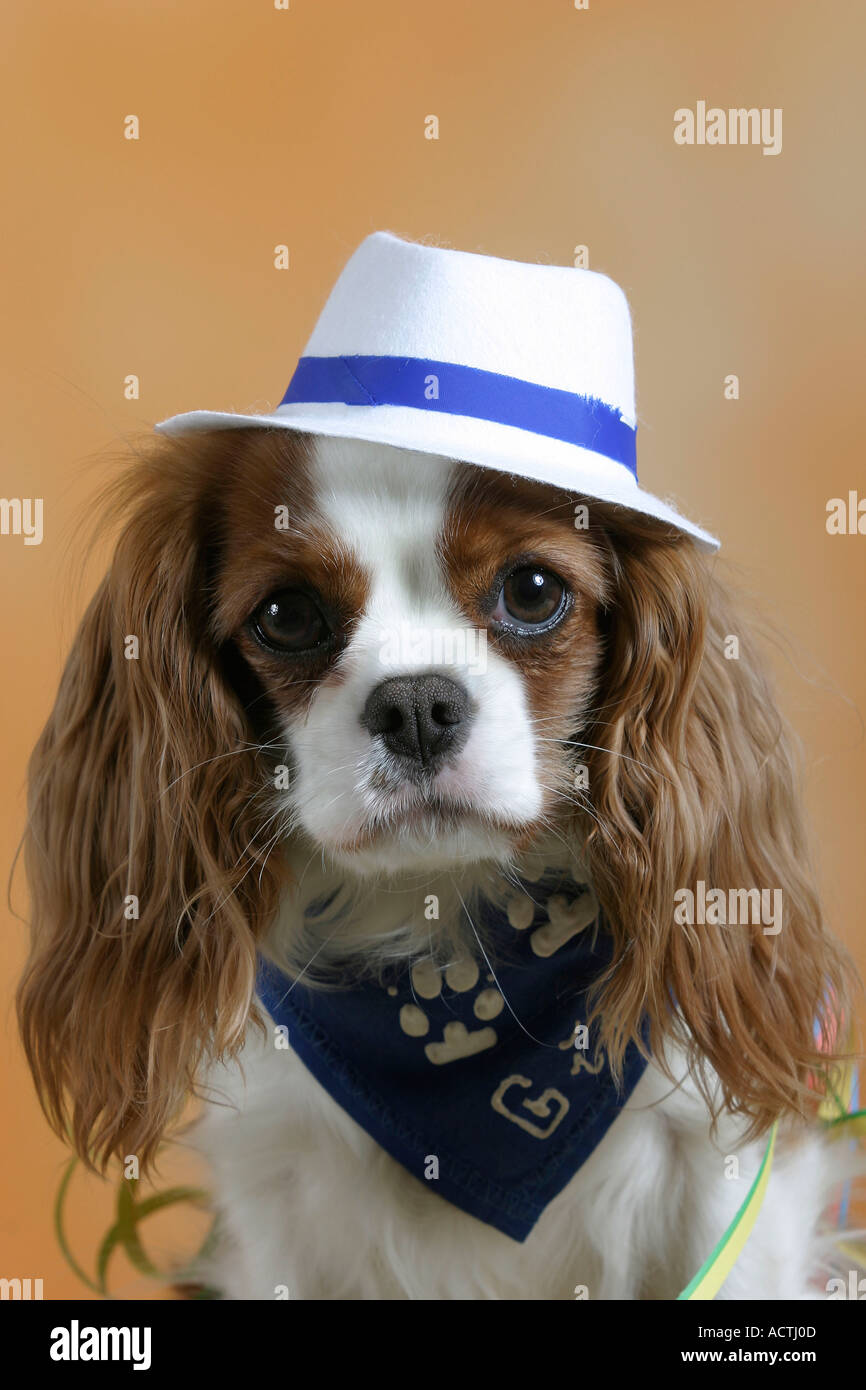 Cavalier King Charles Spaniel avec chapeau Cavalier King Charles Spaniel  mit Hut innen Studio piscine Photo Stock - Alamy