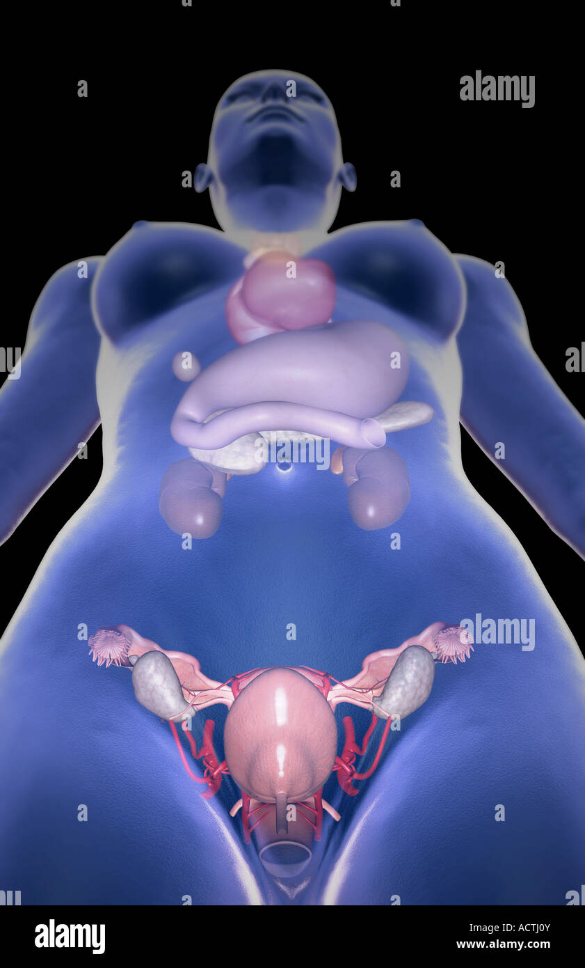 Le système endocrinien Banque D'Images