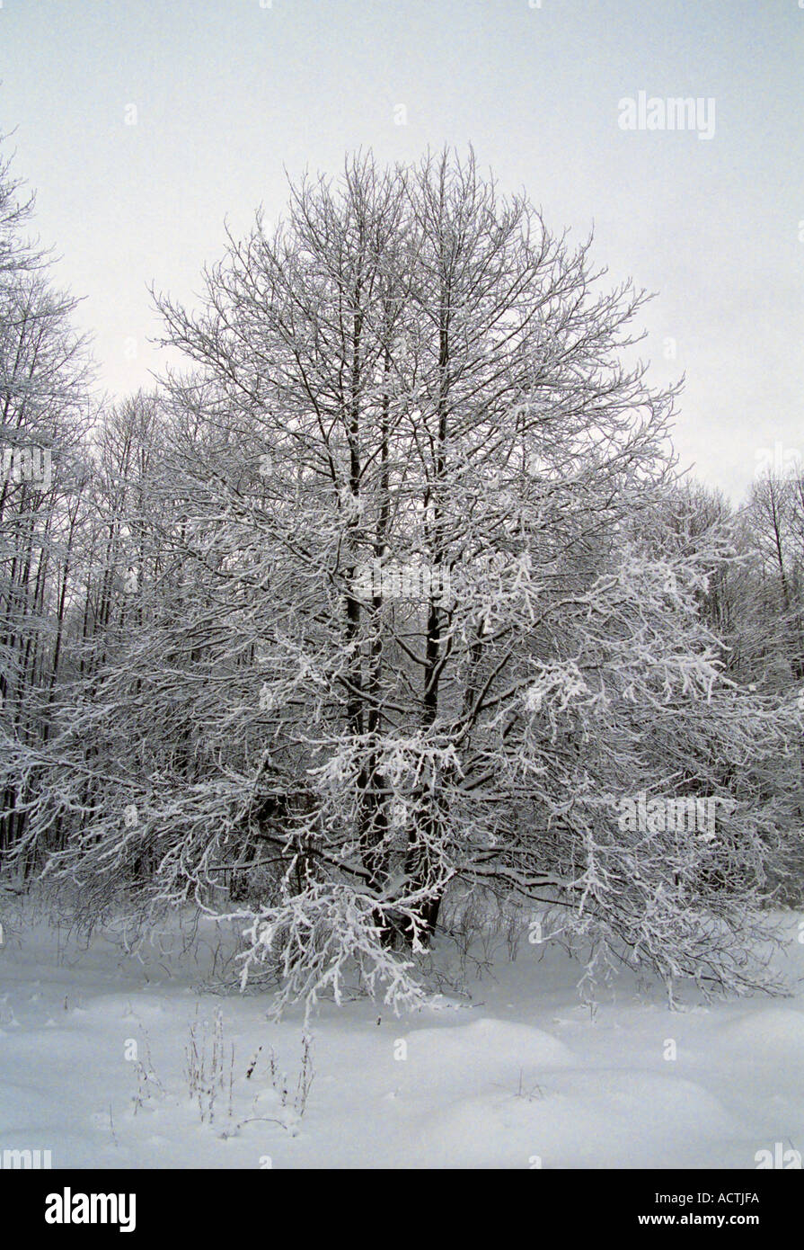 Scenic d'arbres couverts de neige dans le Parc National de Gauja Lettonie Banque D'Images