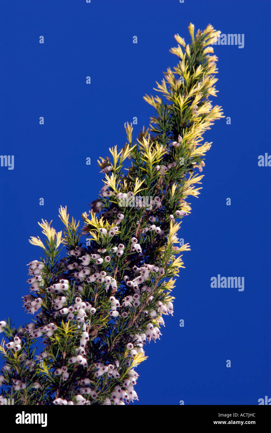 Arbre généalogique 'Heath' fleur et un 'blue sky' Banque D'Images