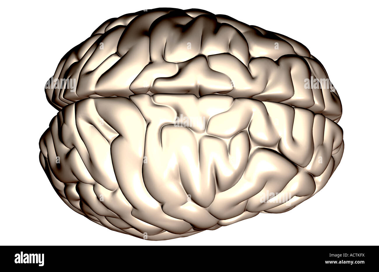 Le cortex cérébral Banque D'Images Le cortex cérébral Banque D'Images