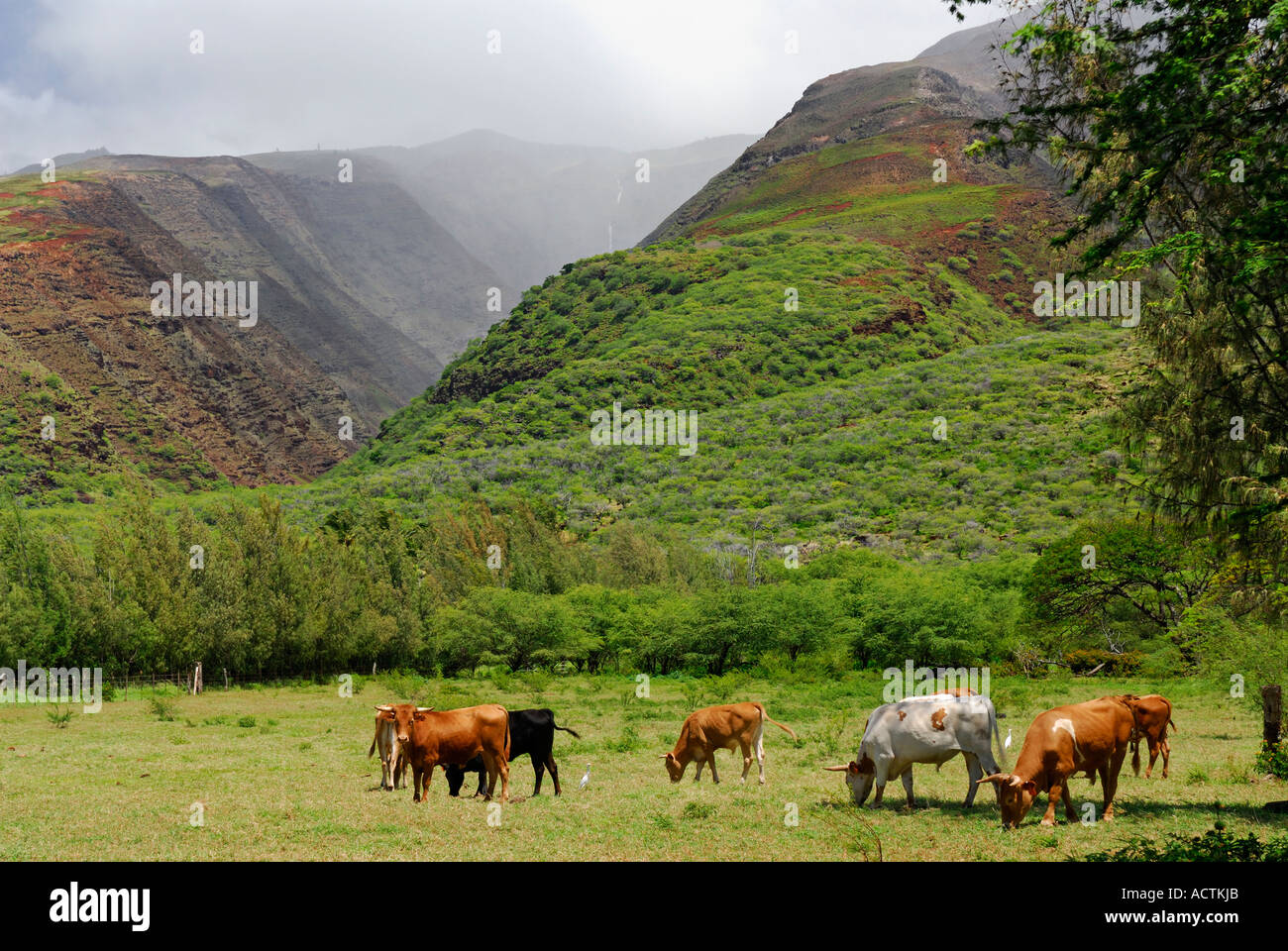 Bovins à quai avec Kamalo Kamalo Gulch sur Molokai Hawaii avec brouillard dans la vallée gorge Banque D'Images