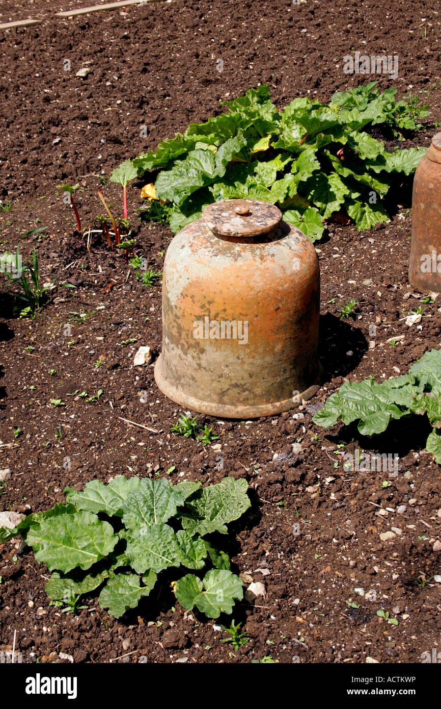 La rhubarbe victorien forçant les bocaux. Banque D'Images