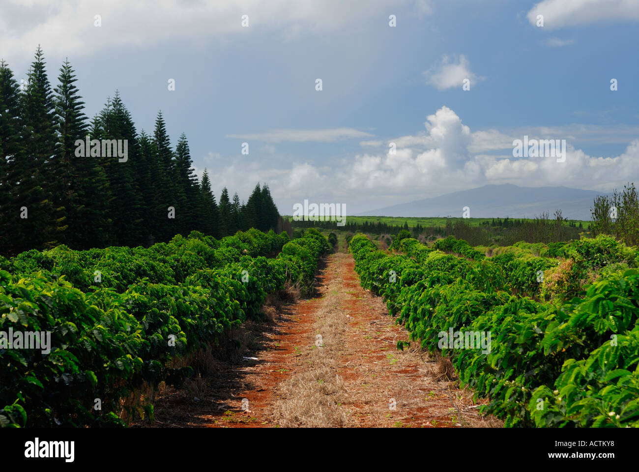 Sur les hautes terres de rangées de plants de café Arabica en terre rouge de Molokai Hawaii Banque D'Images