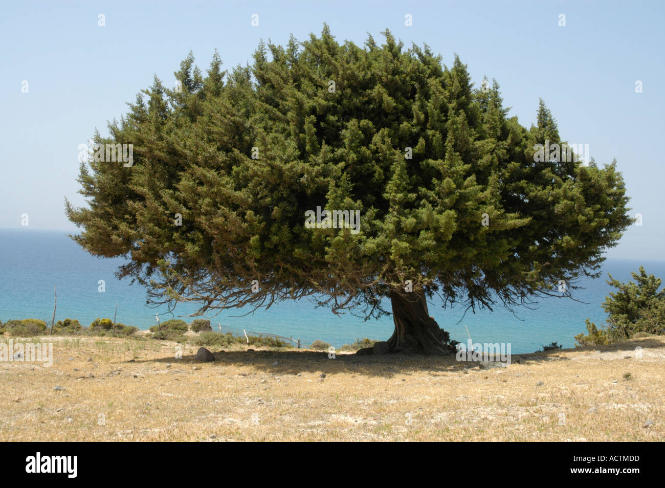 Grand arbre avec Juniper debout près de la mer bleue de l'île de Kefalos Kos Grèce Banque D'Images