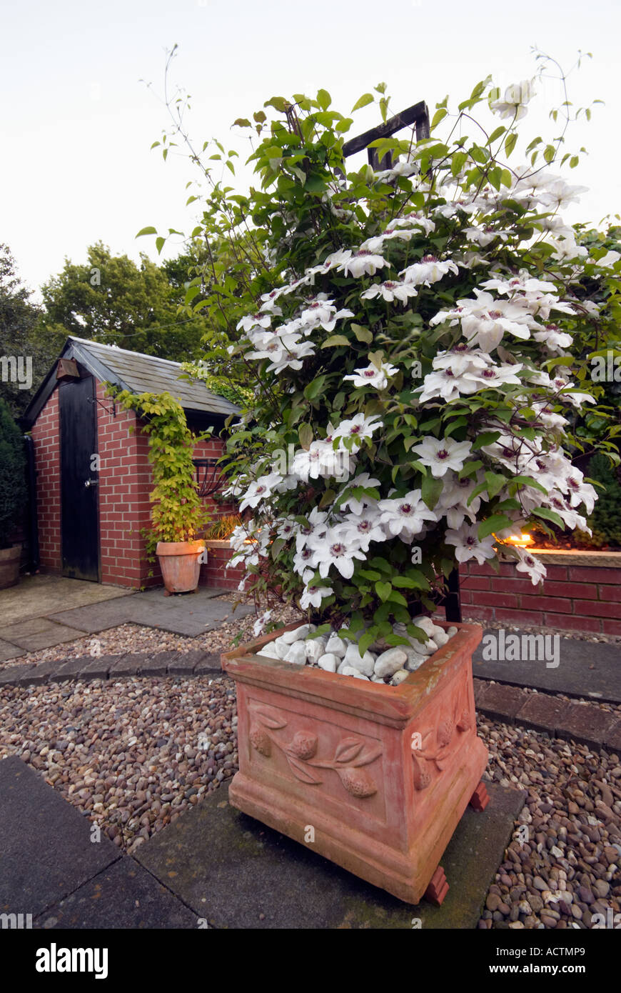 Clematis 'Miss Bateman blanc' de plus en plus un grand carré pot en terre cuite Banque D'Images